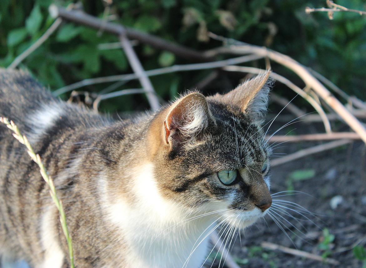 Manx ~ Frida AkA. Mis - ♥.
Sommer 2013. billede 14