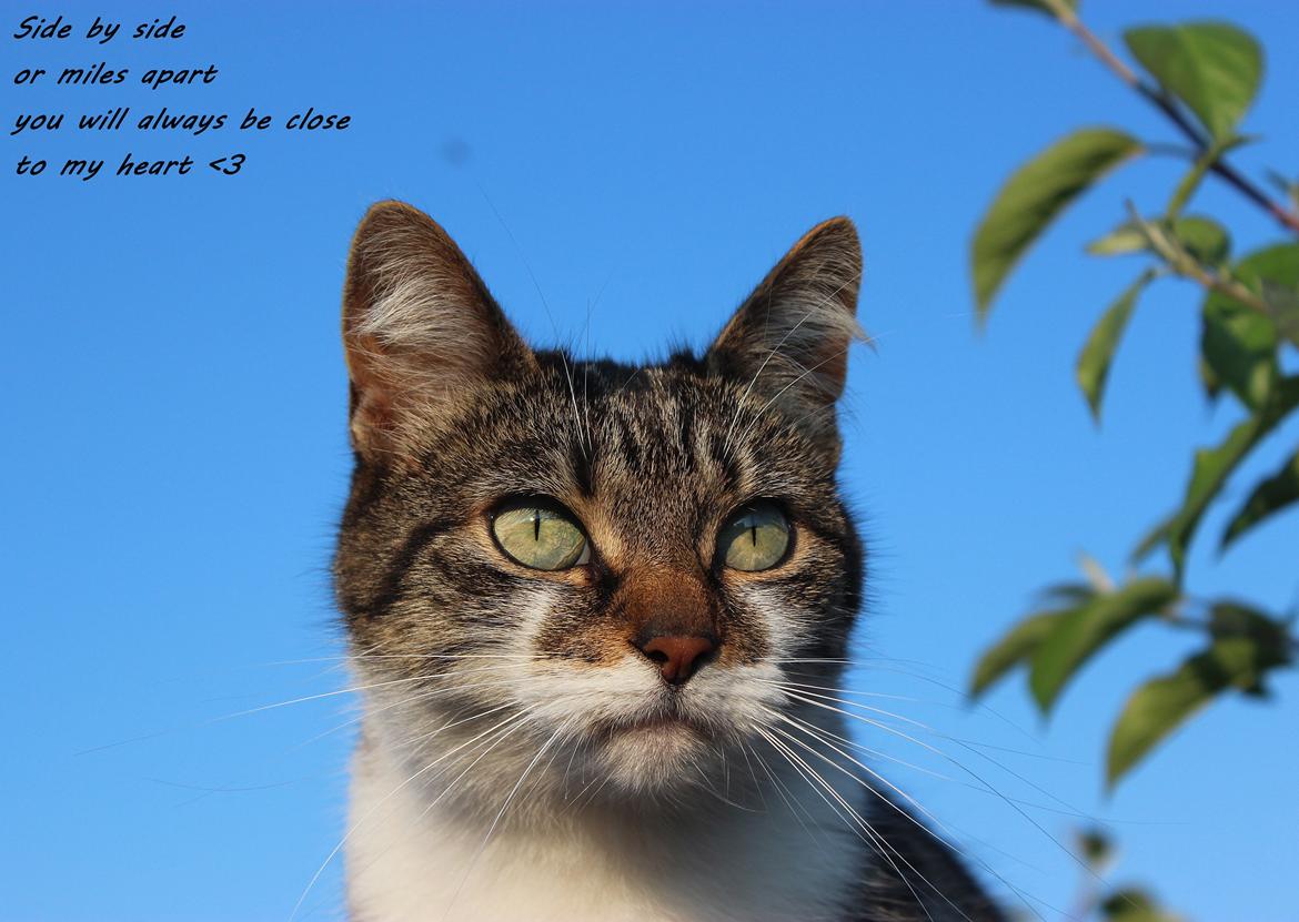 Manx ~ Frida AkA. Mis - Side by side or miles apart, you will always be close to my heart ♥.
Sommer 2013. billede 6