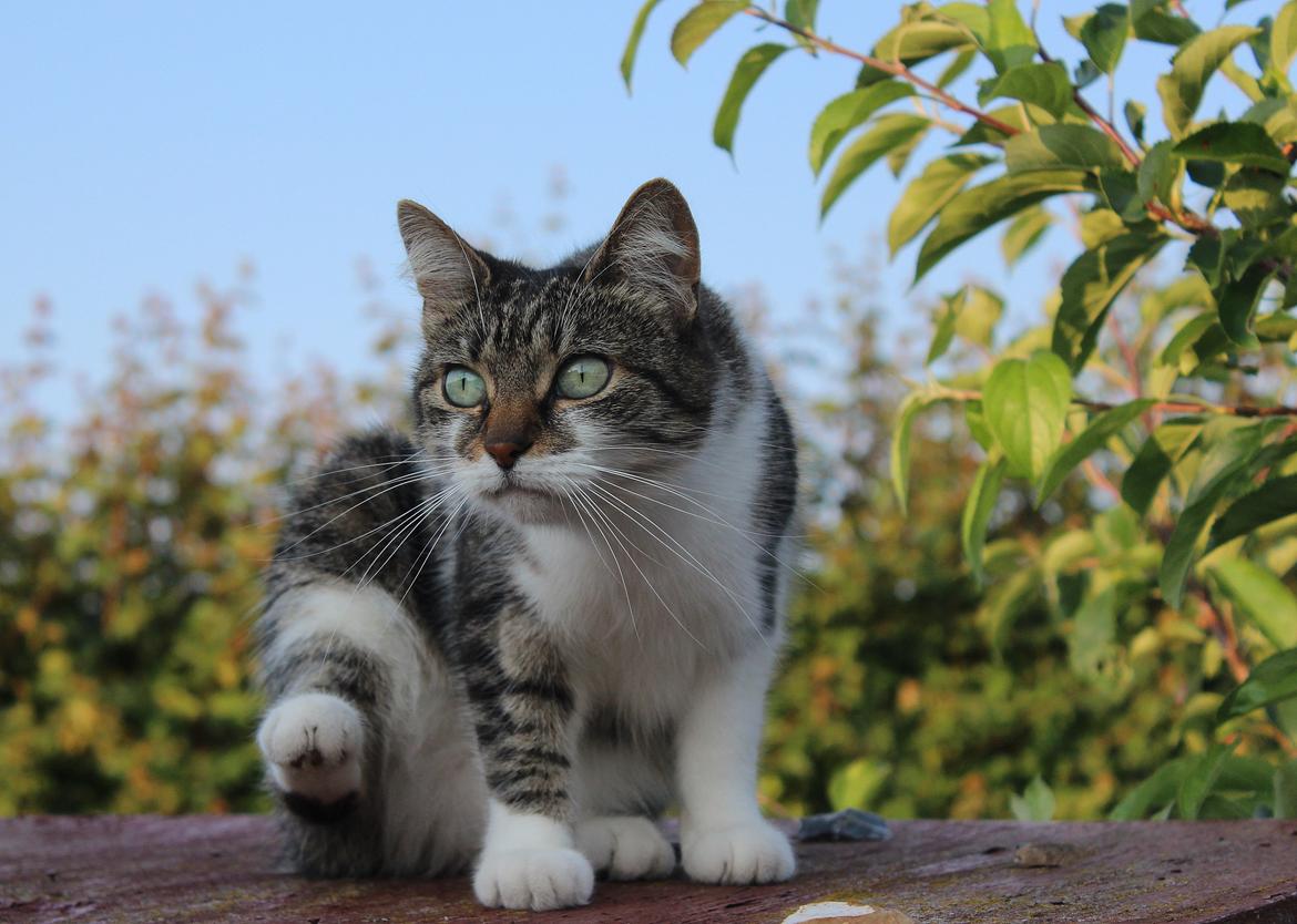 Manx ~ Frida AkA. Mis - ♥.
Sommer 2013. billede 15