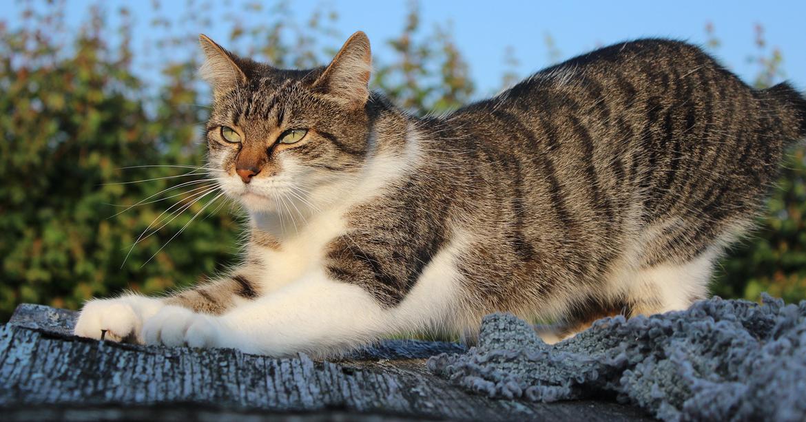 Manx ~ Frida AkA. Mis - ♥.
Sommer 2013. billede 16