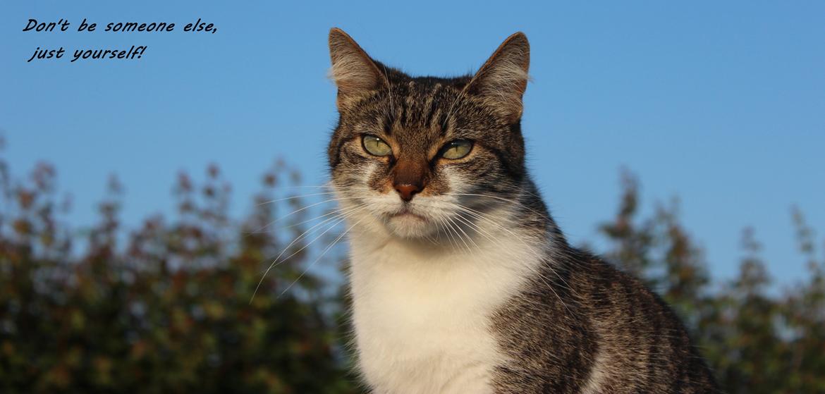 Manx ~ Frida AkA. Mis - Sommer 2013. billede 17