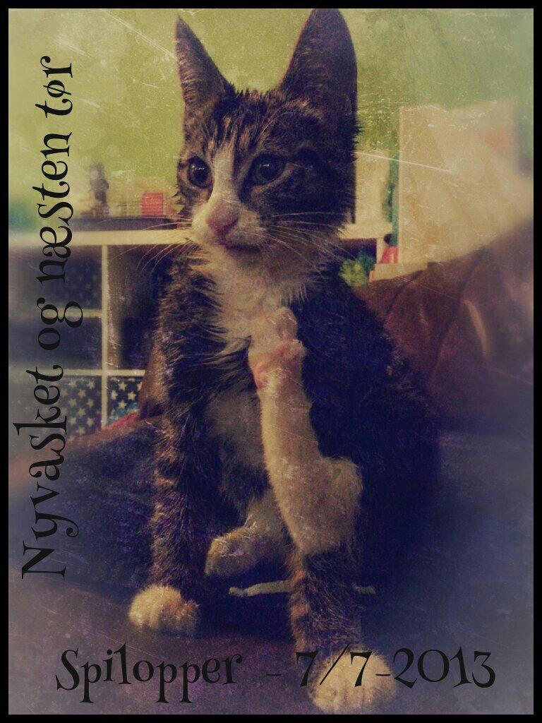 Blanding af racer Spilopper billede 12