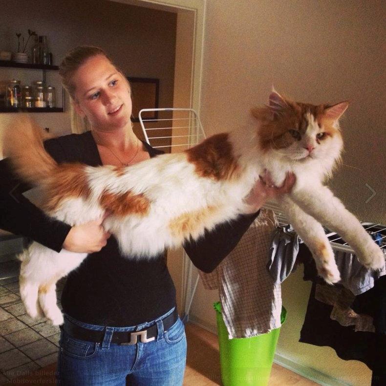 Maine Coon Lumacoon´s Filurifax billede 3