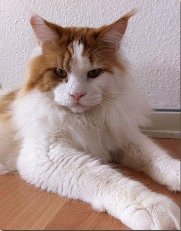 Maine Coon Lumacoon´s Filurifax billede 2