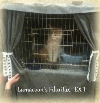 Maine Coon Lumacoon´s Filurifax - Til hans første udstilling billede 4