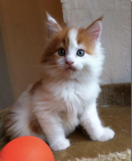 Maine Coon Lumacoon´s Filurifax - Filurifax som baby billede 5