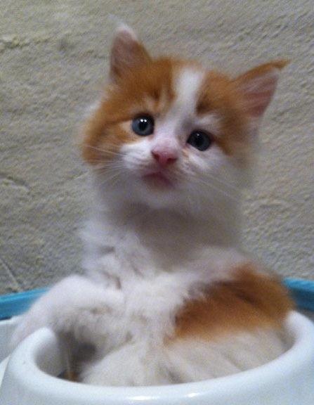 Maine Coon Lumacoon´s Filurifax billede 6