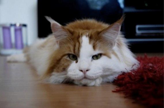 Maine Coon Lumacoon´s Filurifax billede 1