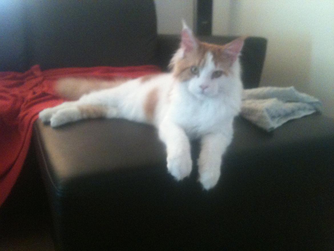 Maine Coon Lumacoon´s Filurifax billede 7