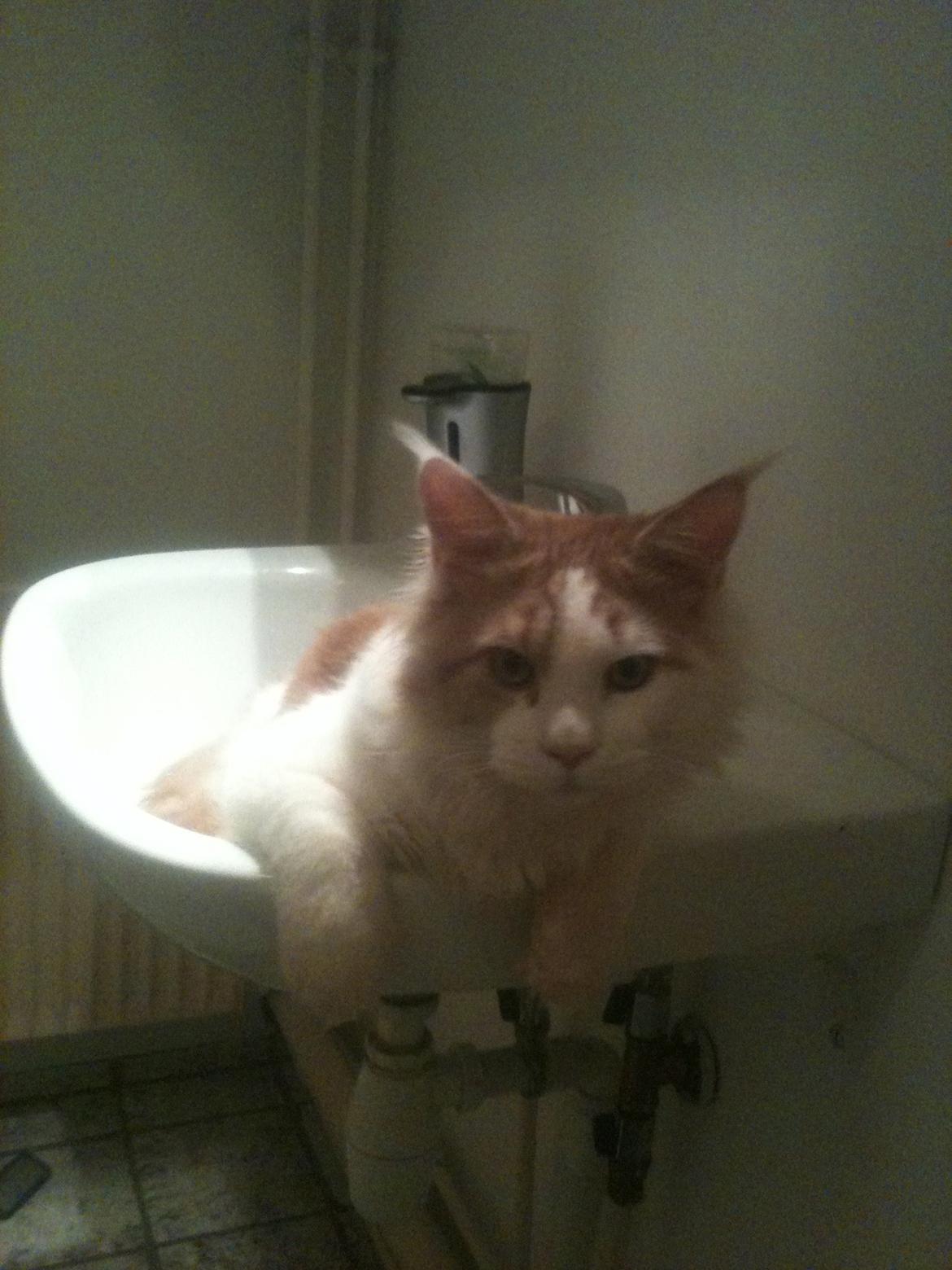 Maine Coon Lumacoon´s Filurifax billede 8
