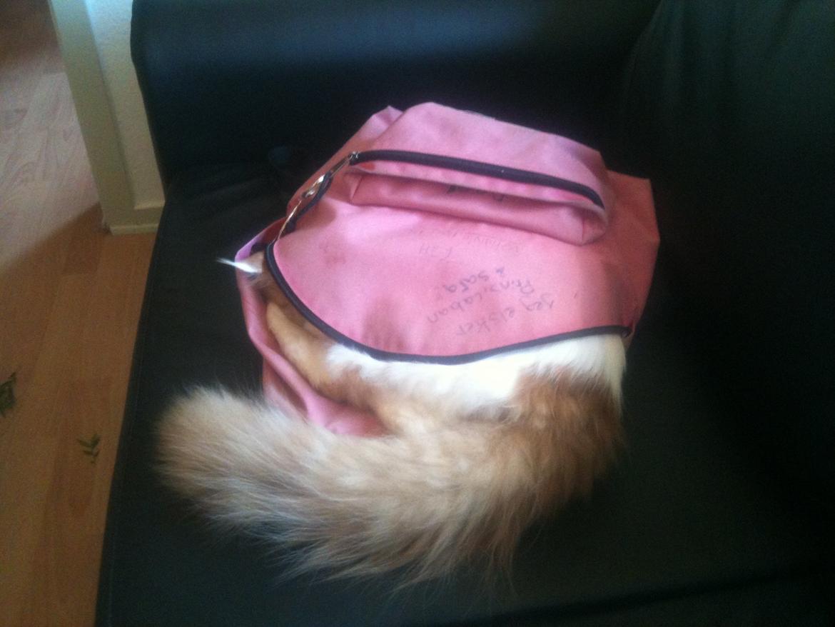 Maine Coon Lumacoon´s Filurifax billede 10
