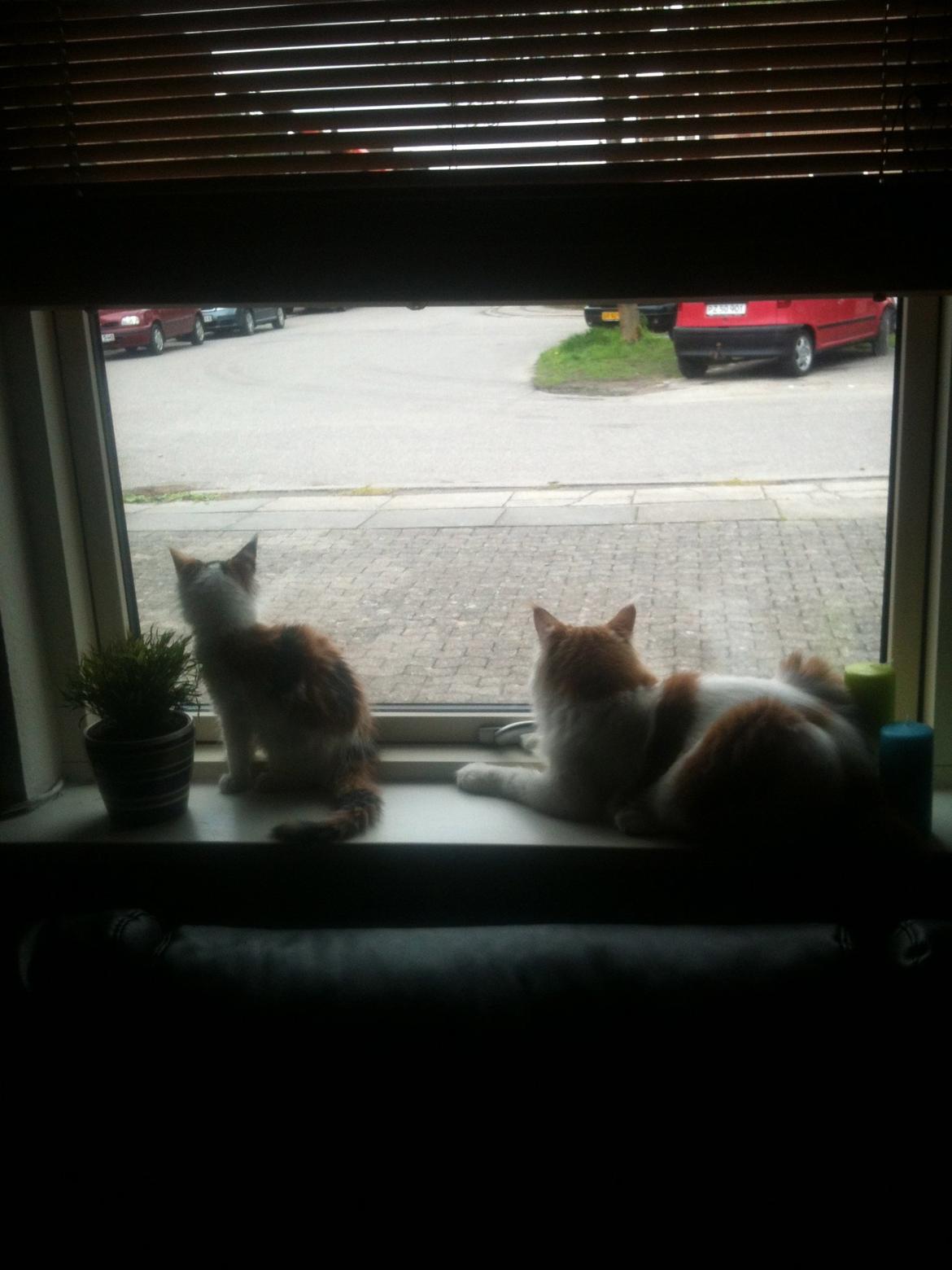 Maine Coon Lumacoon´s Filurifax - Her sidder Filurifax med sin lillesøster Honnie billede 11