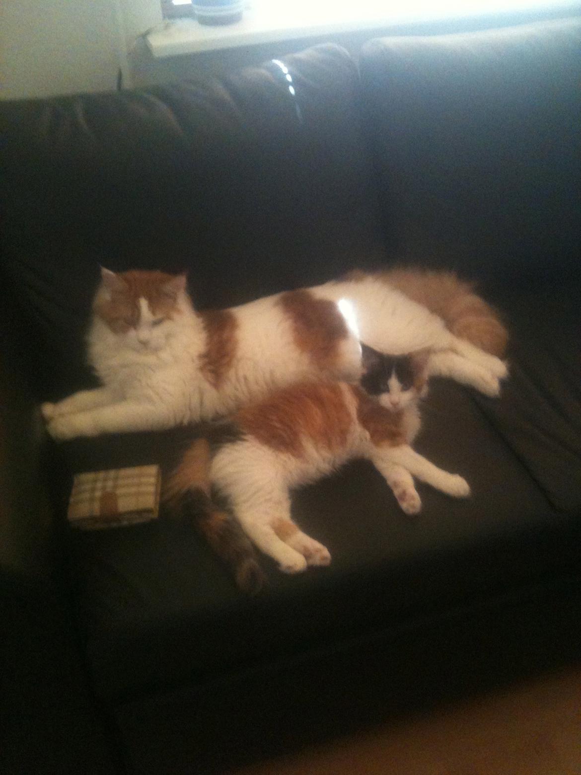 Maine Coon Lumacoon´s Filurifax billede 12