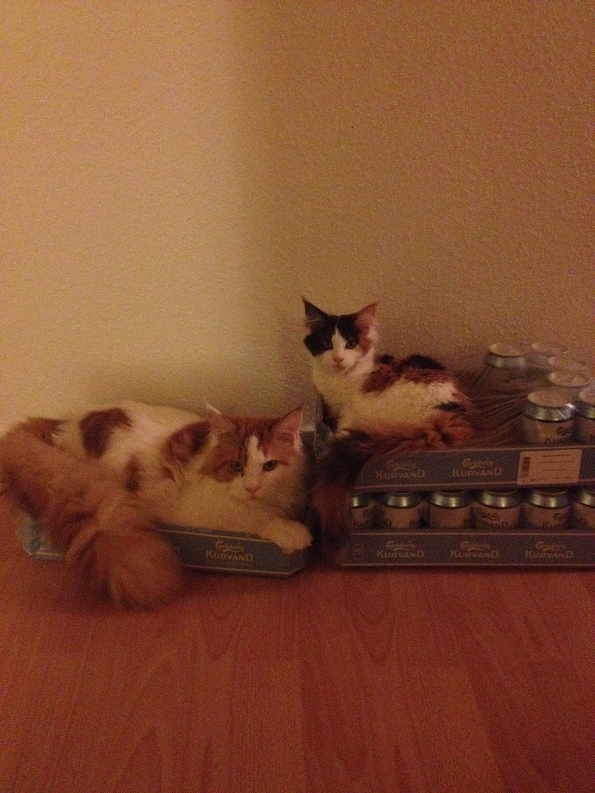 Maine Coon Lumacoon´s Filurifax billede 13