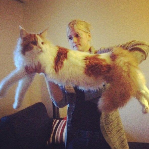 Maine Coon Lumacoon´s Filurifax billede 14