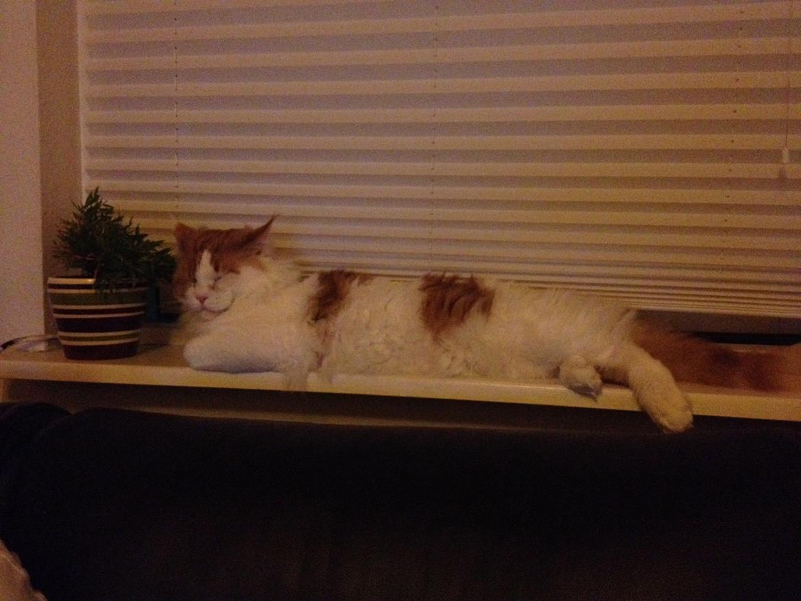 Maine Coon Lumacoon´s Filurifax billede 15
