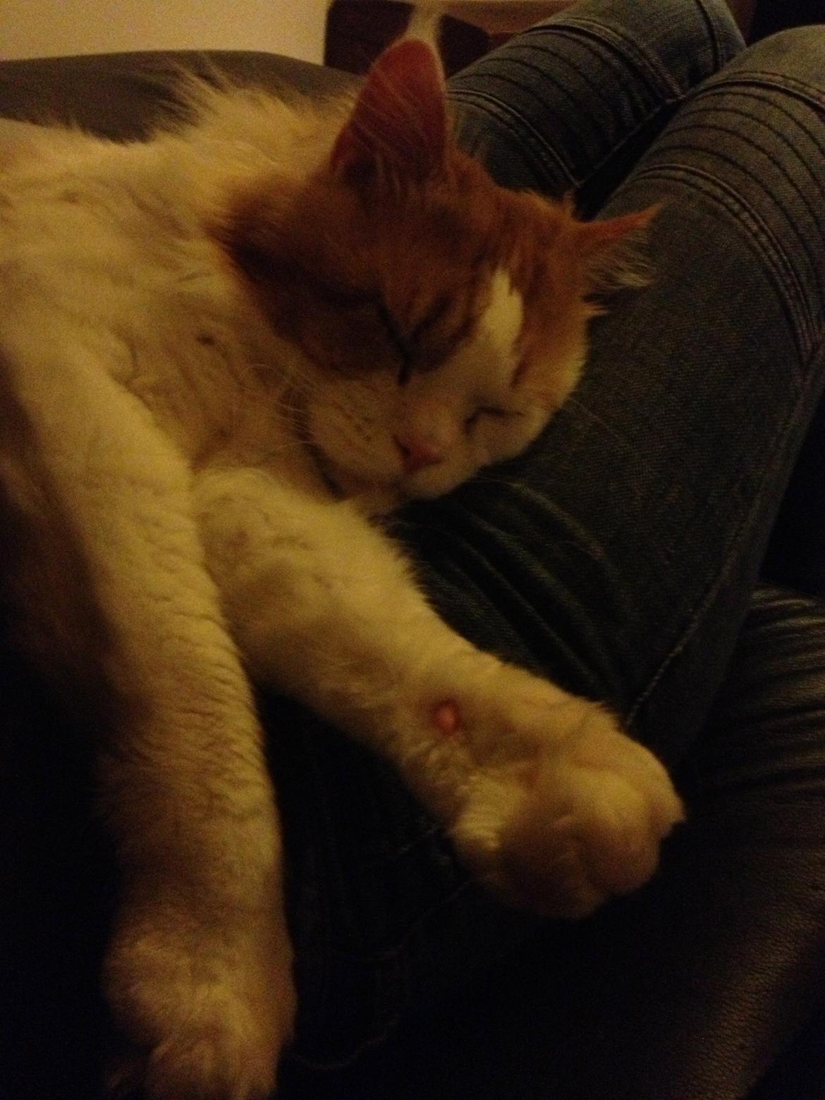 Maine Coon Lumacoon´s Filurifax billede 16