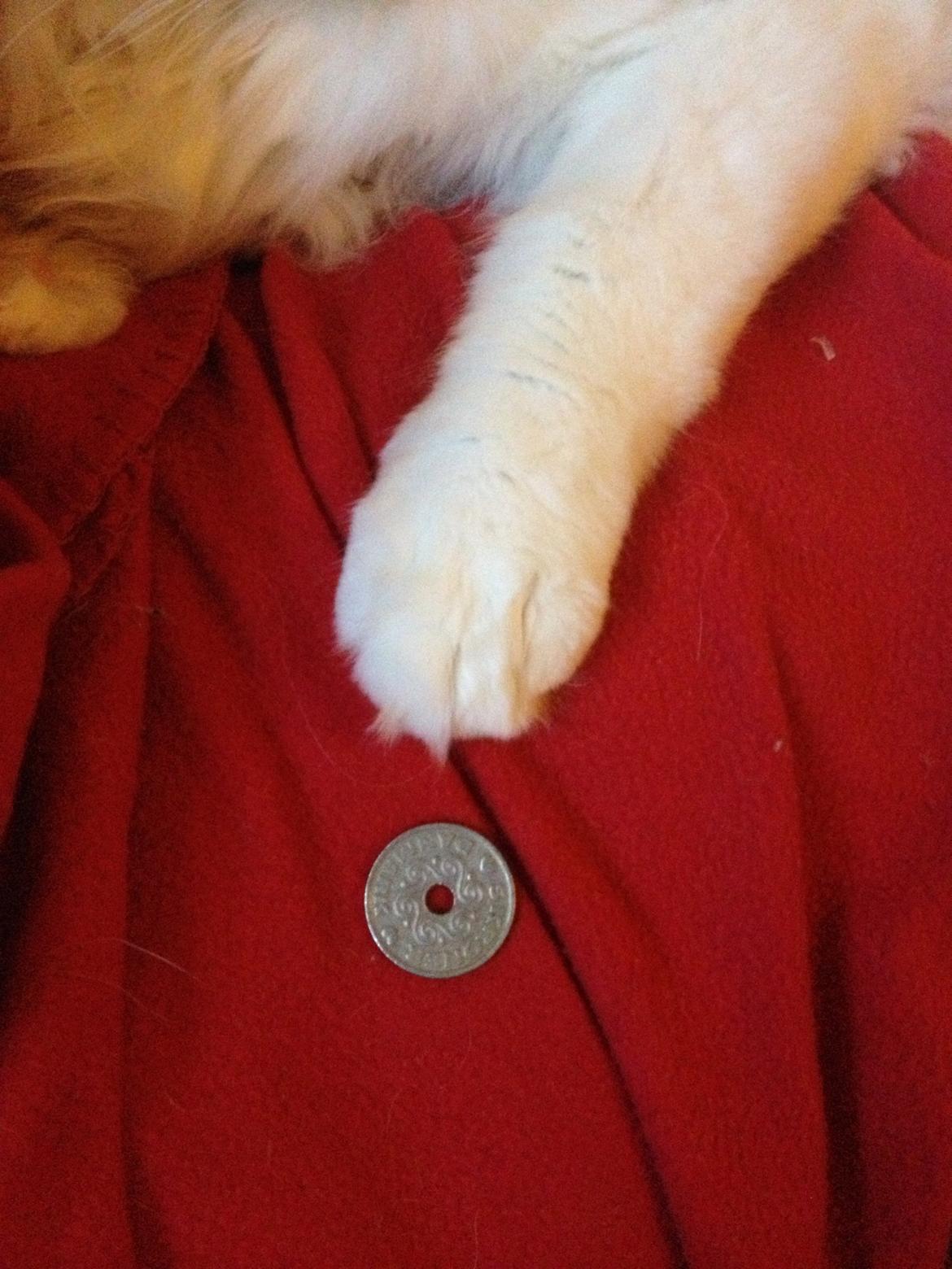 Maine Coon Lumacoon´s Filurifax - Mønten er en 5´er  billede 17