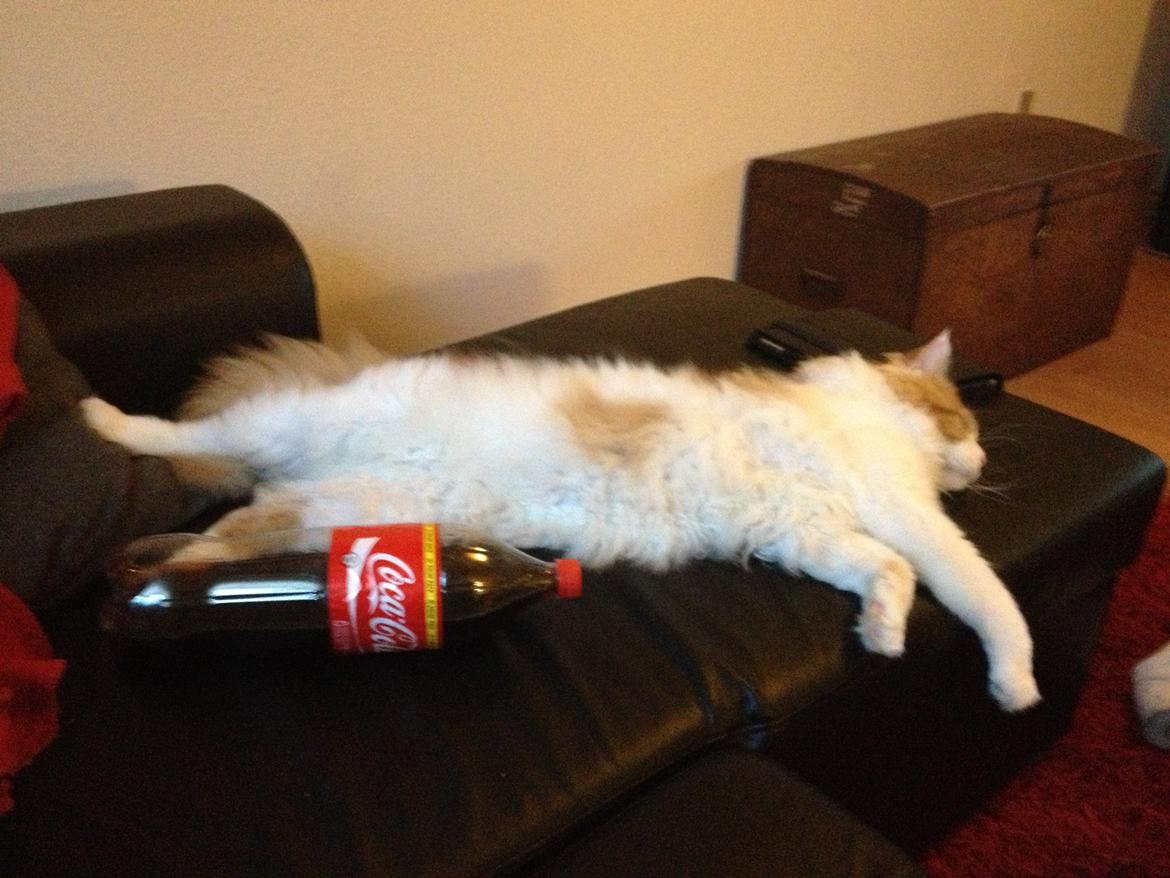 Maine Coon Lumacoon´s Filurifax - Sammen med en 2 liters cola.  billede 18