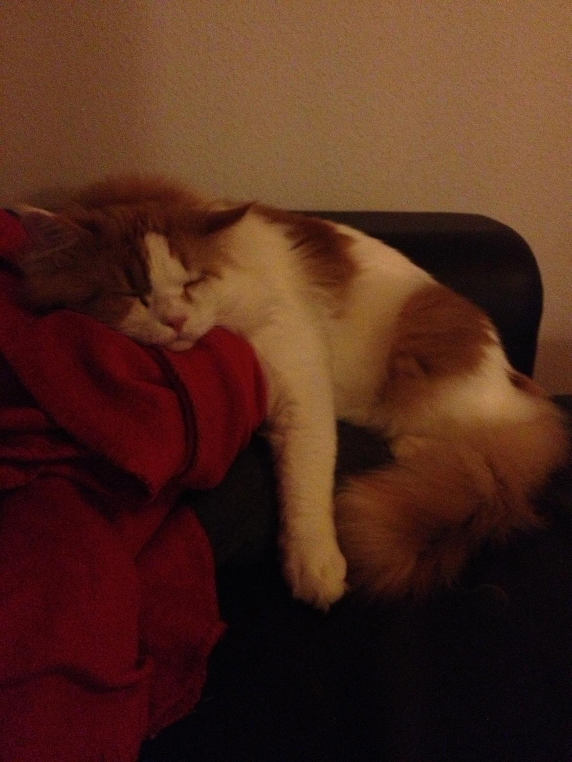 Maine Coon Lumacoon´s Filurifax billede 19