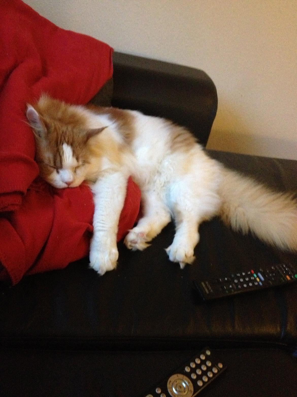 Maine Coon Lumacoon´s Filurifax billede 20