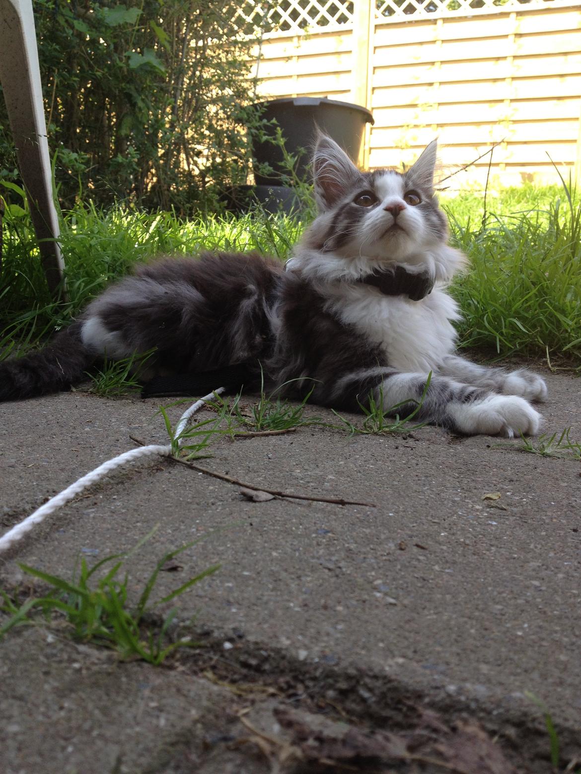 Maine Coon DK Bjørnholts Enzo †  billede 9