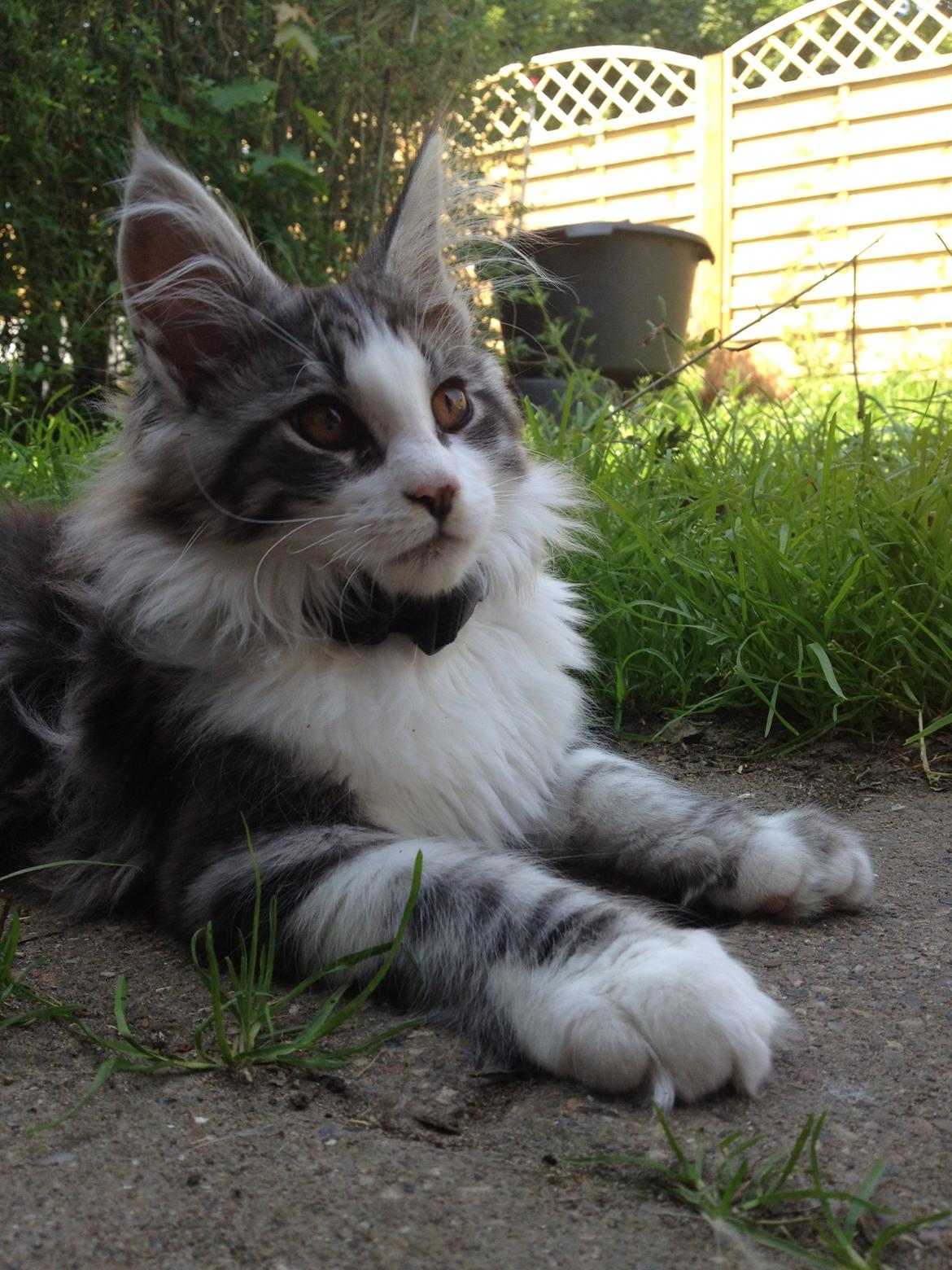 Maine Coon DK Bjørnholts Enzo †  billede 10
