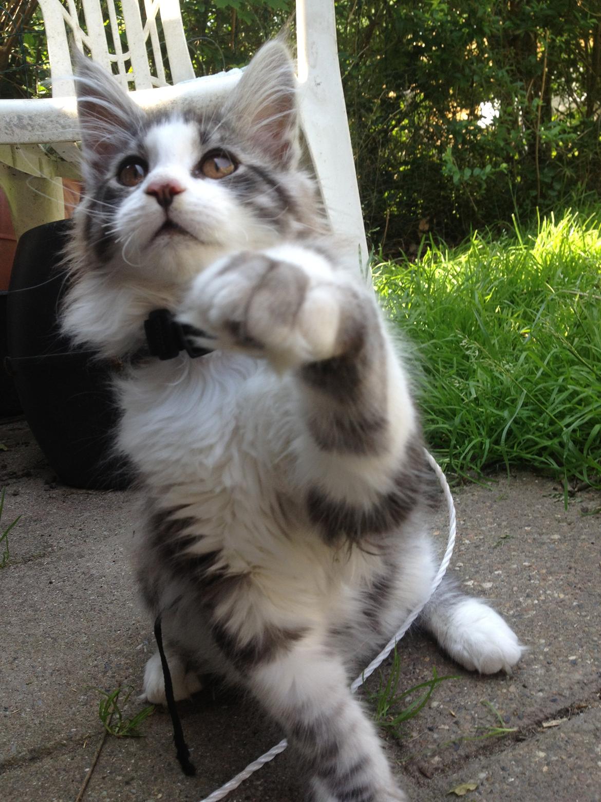 Maine Coon DK Bjørnholts Enzo †  billede 14