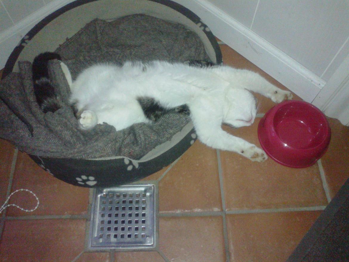 Blanding af racer Mis 2. - ZZZZZZZZZZ billede 1