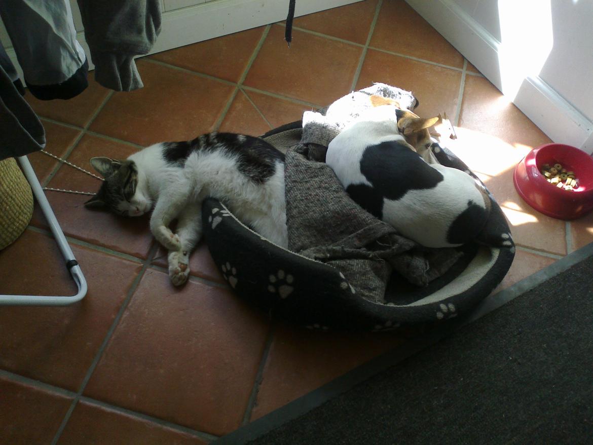 Blanding af racer Mis 2. - Mis sover med Jackie :) billede 2