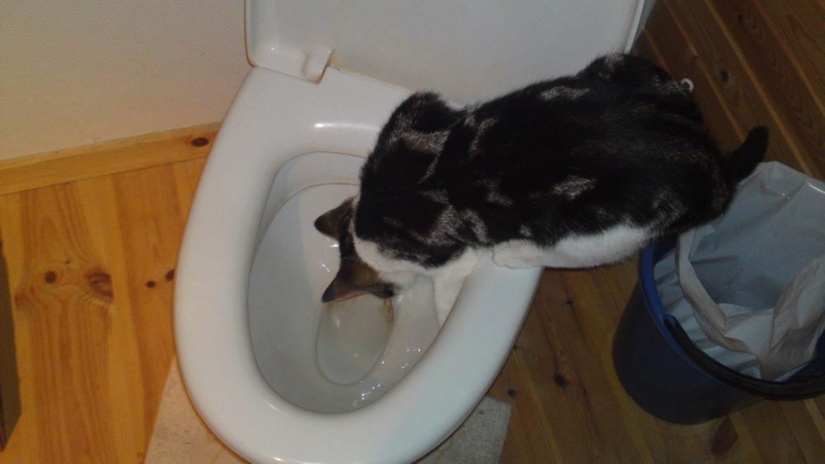 Blanding af racer Mis 2. - Toilet vand GUF :/ billede 3