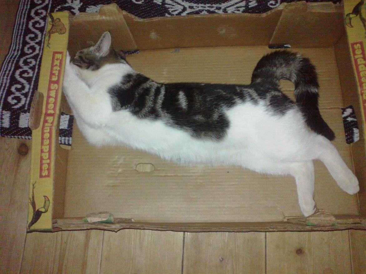 Blanding af racer Mis 2. - En spiciel ananas :) billede 4