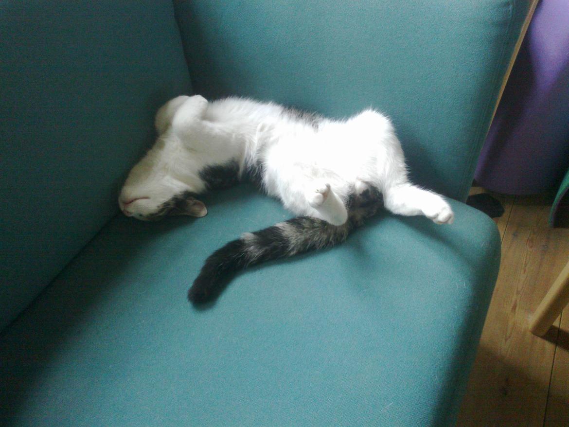 Blanding af racer Mis 2. - ZZZZZZZZZZZ billede 5