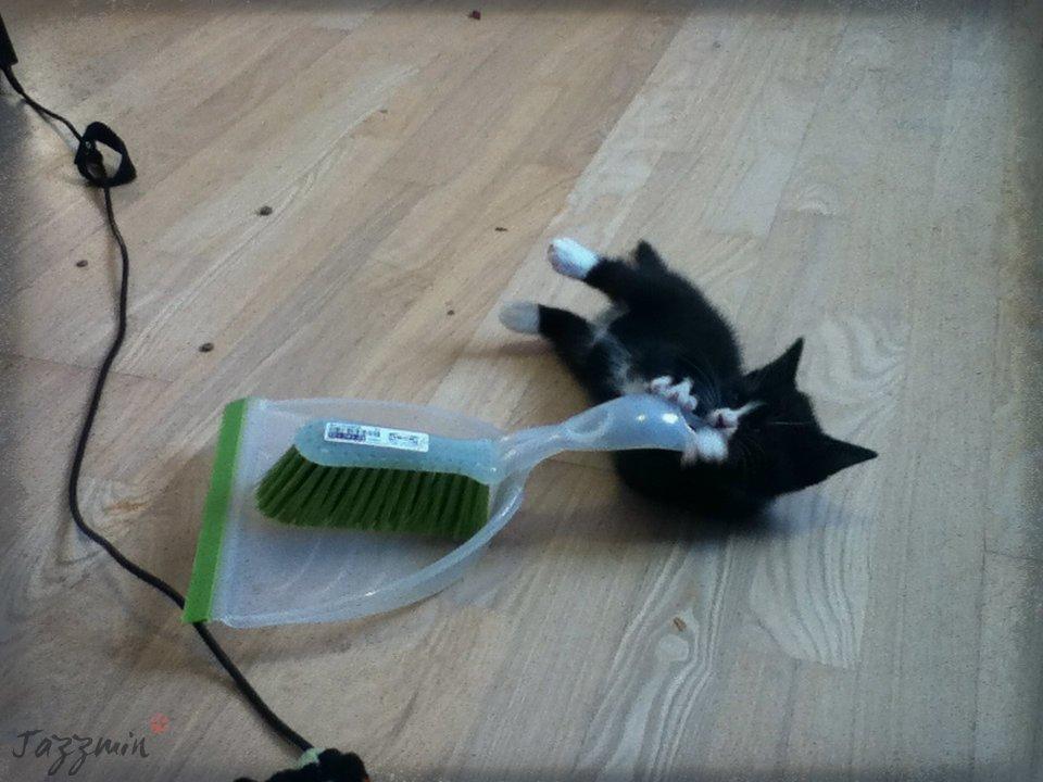 Huskat ~ Jazzmin - Jazz hjælper med at feje kattesand sammen, efter at hende Perle lige har leget rundt i kattebakken. ;-) billede 10