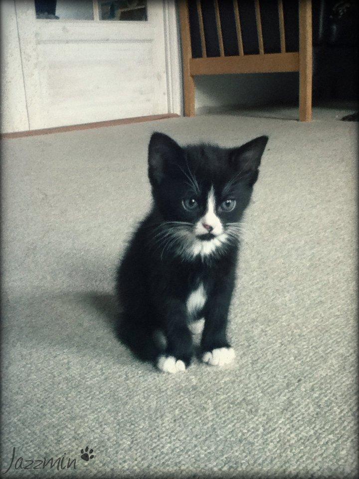 Huskat ~ Jazzmin - Bette Jazzmin.  billede 2