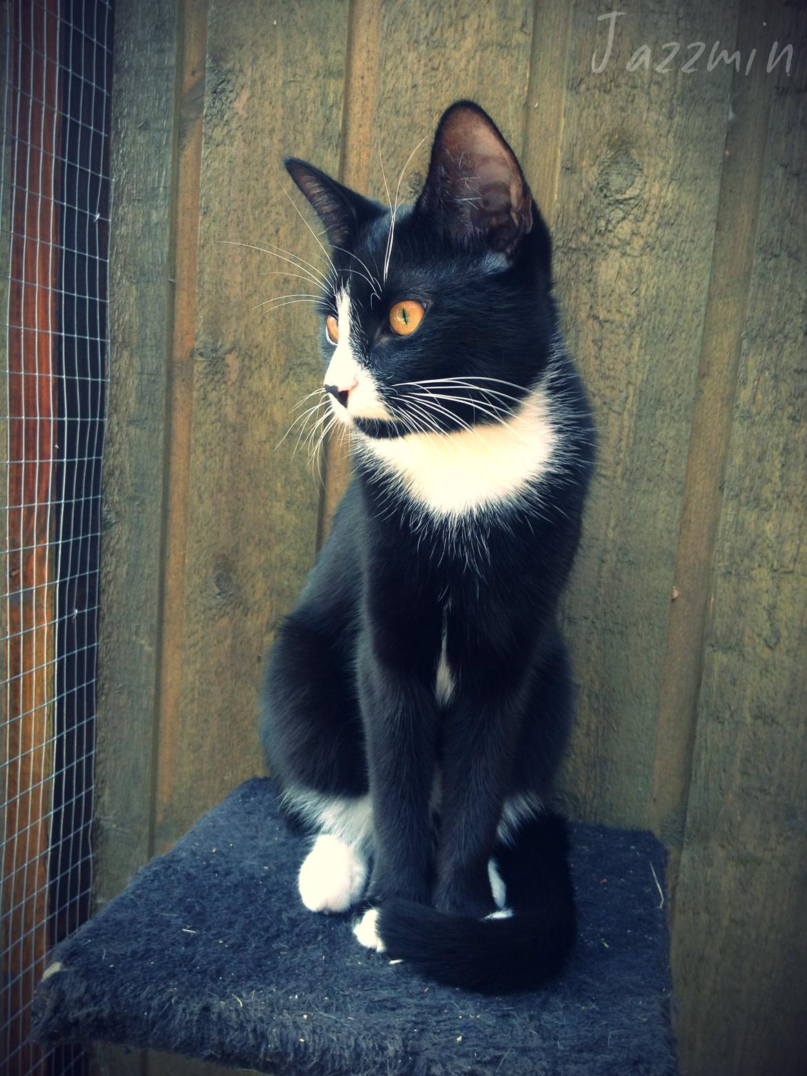 Huskat ~ Jazzmin - 07.07.2013. Jazzmin i den nye løbegård. billede 3