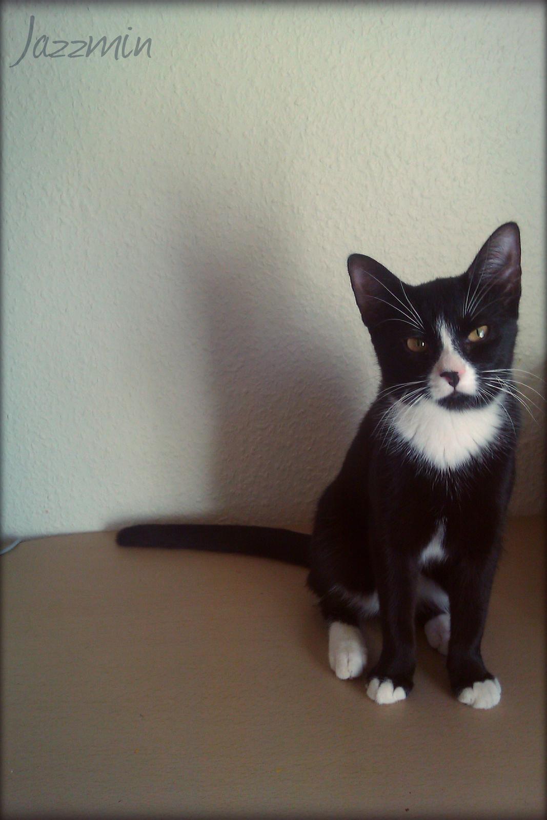 Huskat ~ Jazzmin - Tak fordi i så med. :-) billede 12