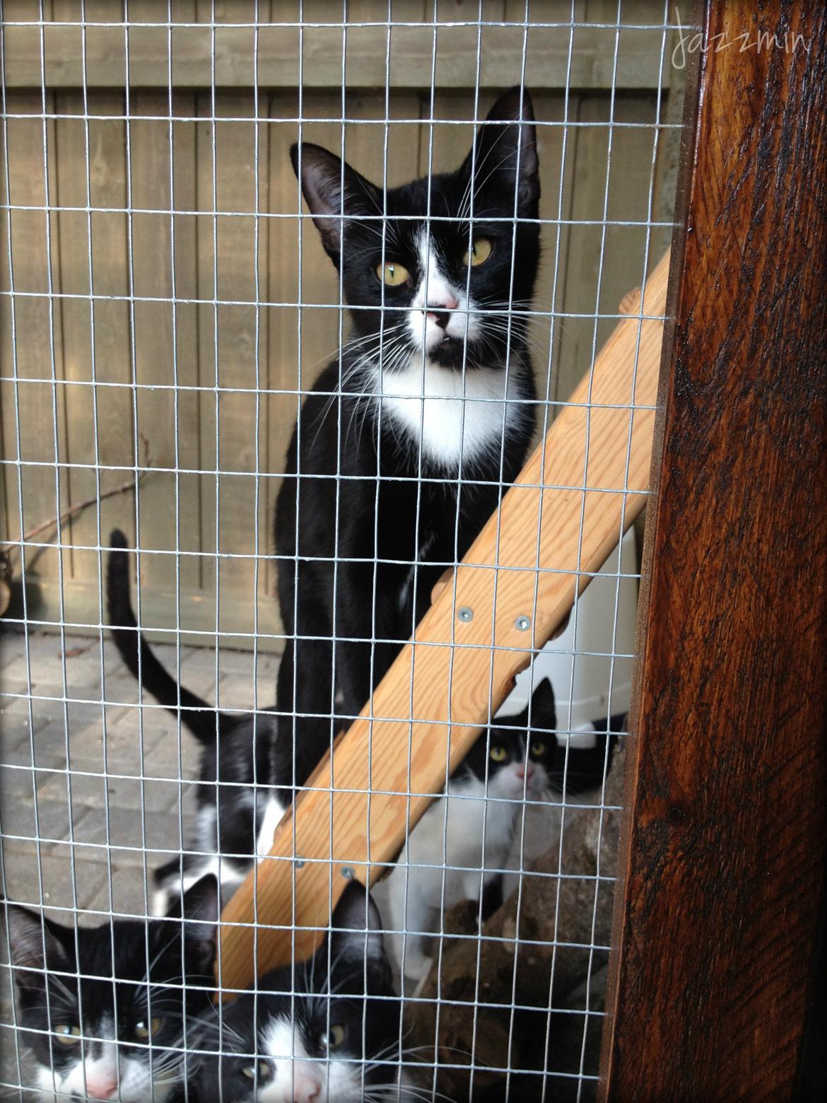 Huskat ~ Jazzmin - 07.07.2013. Jazzmin i den nye løbegård. billede 4