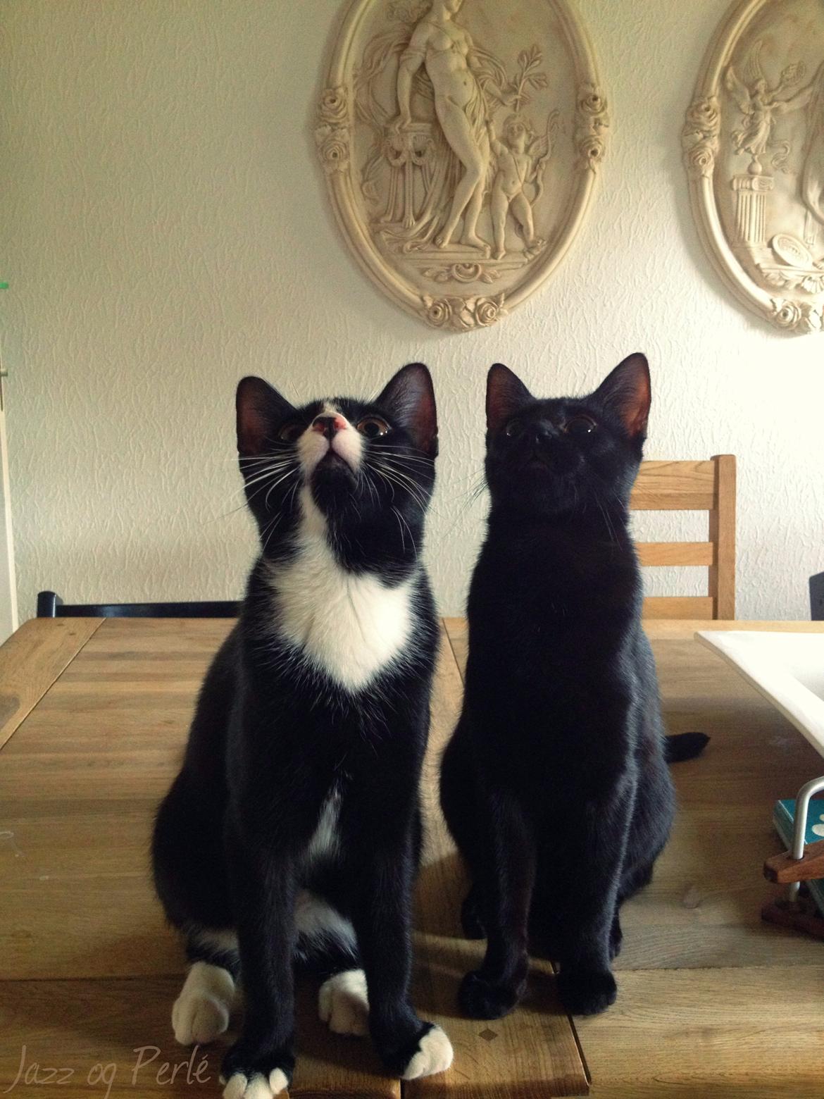 Huskat ~ Jazzmin - Jazz og Perle. billede 7