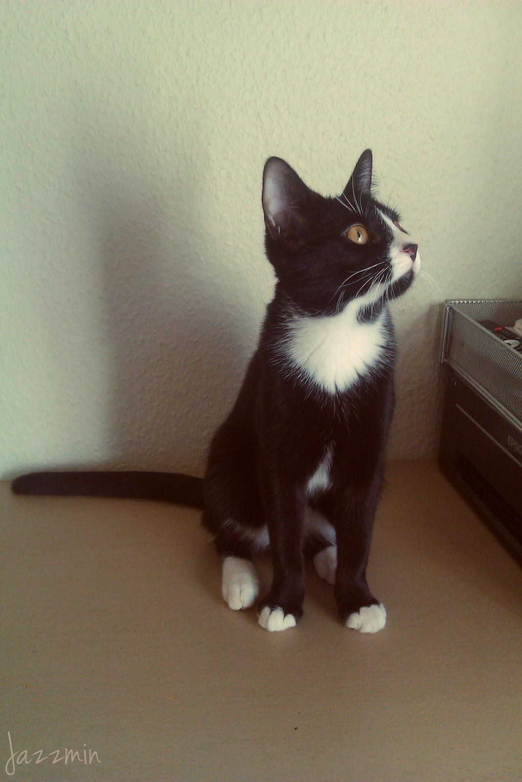 Huskat ~ Jazzmin - Der var en fugl der fløj forbi udenfor.. billede 8