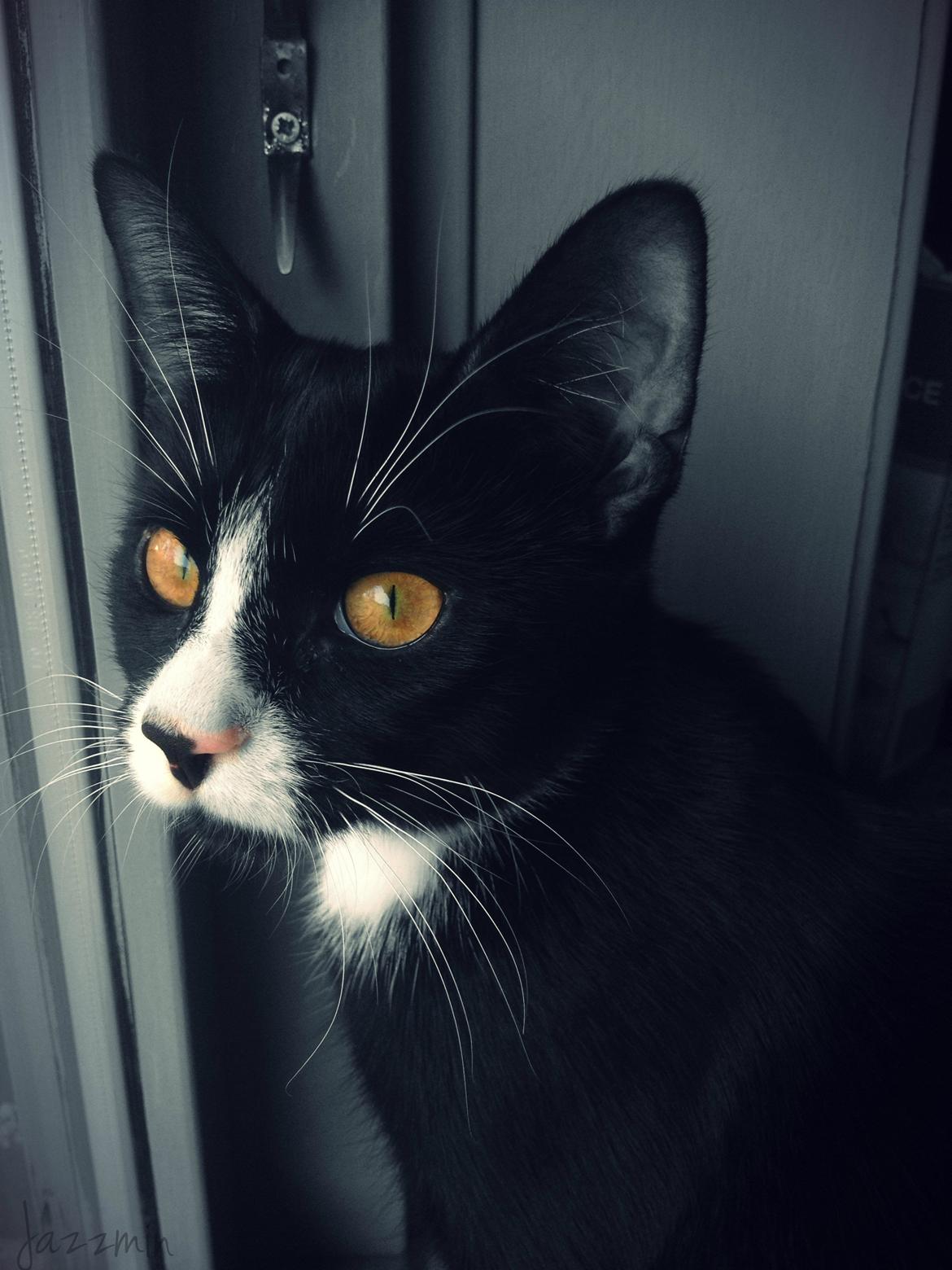 Huskat ~ Jazzmin - Jazzmin. billede 1