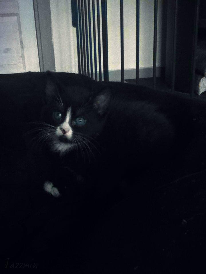 Huskat ~ Jazzmin - Jazz dengang hun var 5-6 uger. billede 9