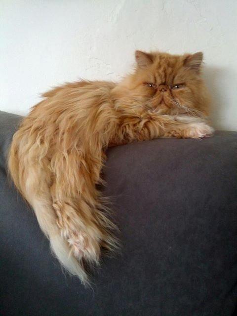 Perser Saffi billede 1