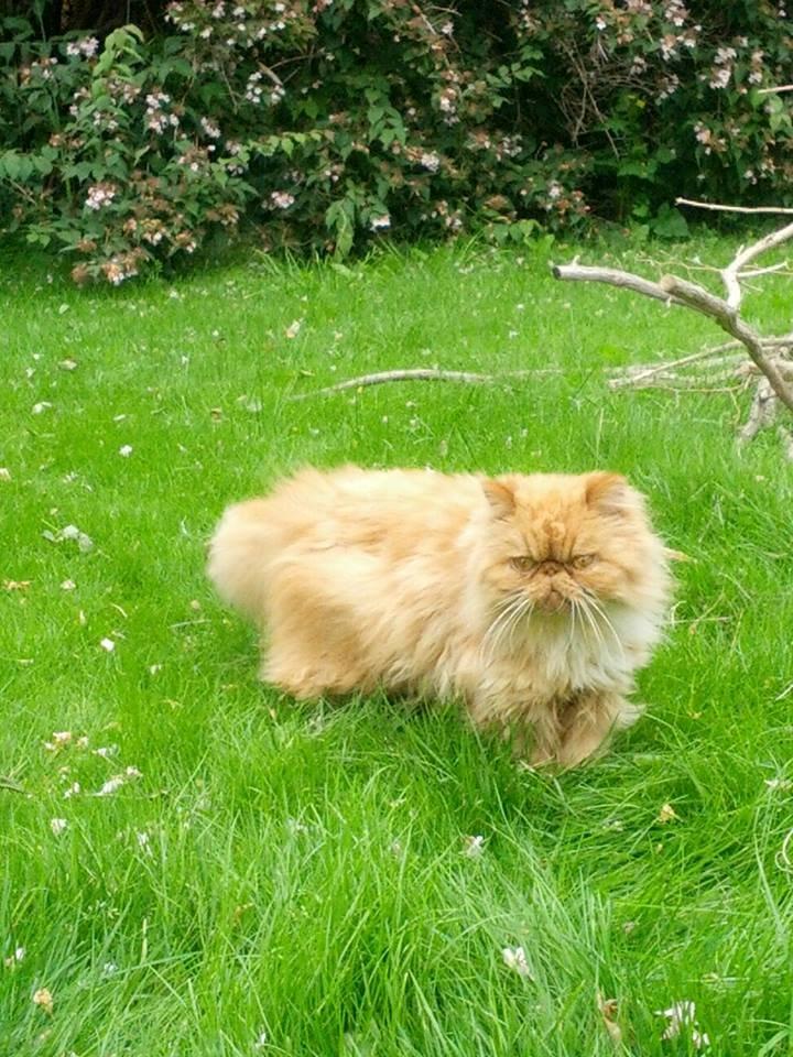 Perser Saffi billede 3