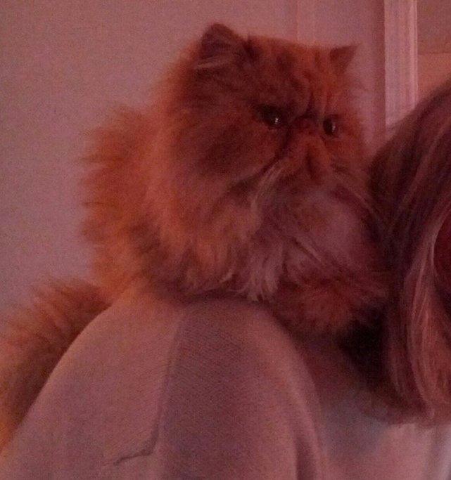 Perser Saffi billede 9