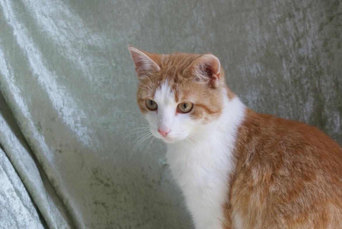 Blanding af racer Zenyo billede 4