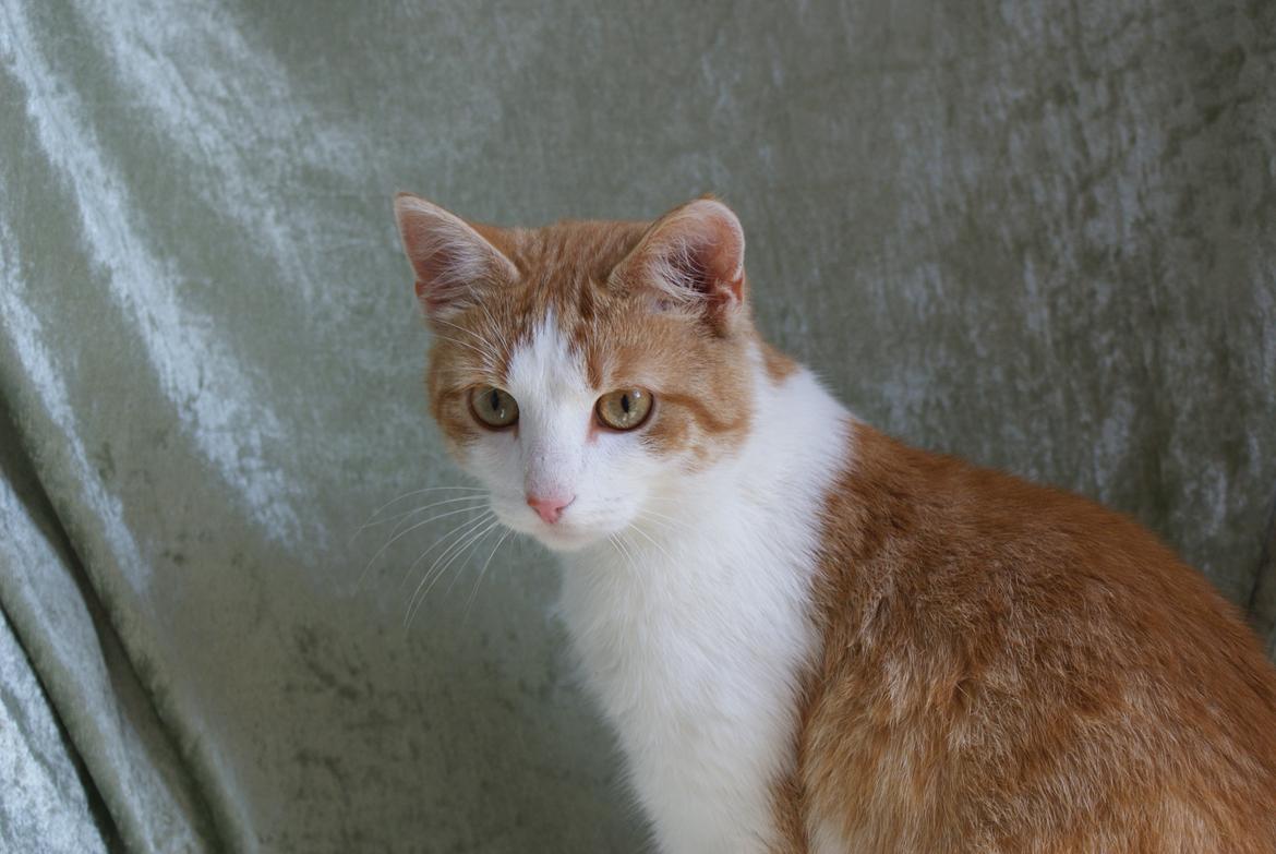 Blanding af racer Zenyo billede 5