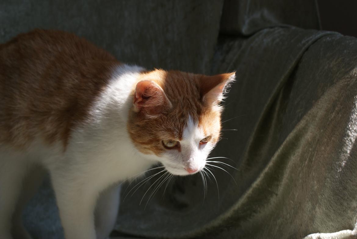 Blanding af racer Zenyo billede 6