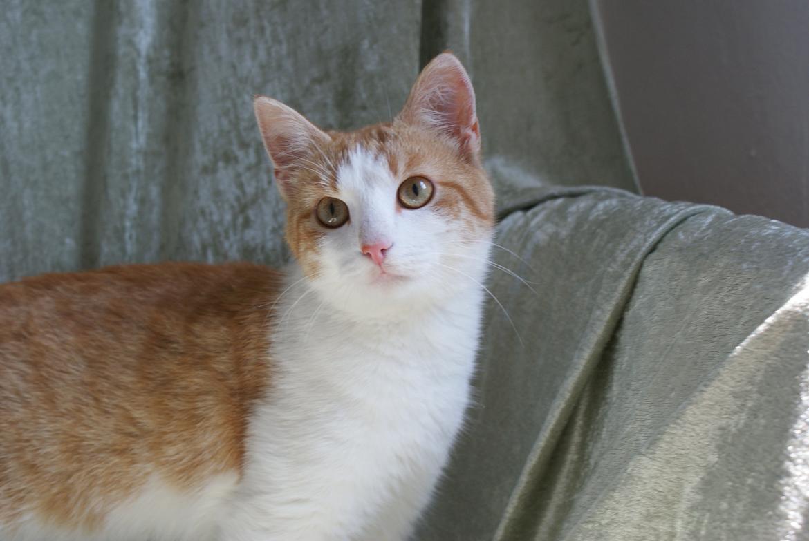 Blanding af racer Zenyo billede 7