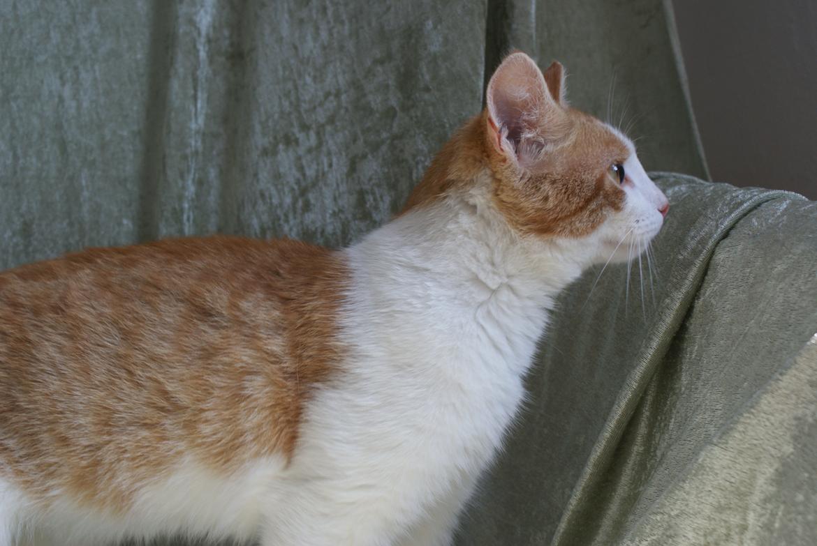 Blanding af racer Zenyo billede 8